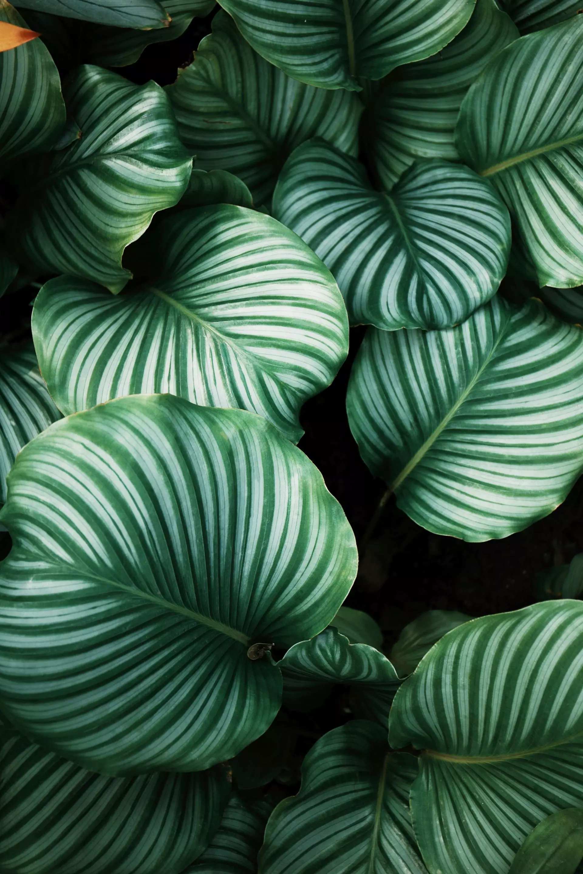 leaves tree jungle
